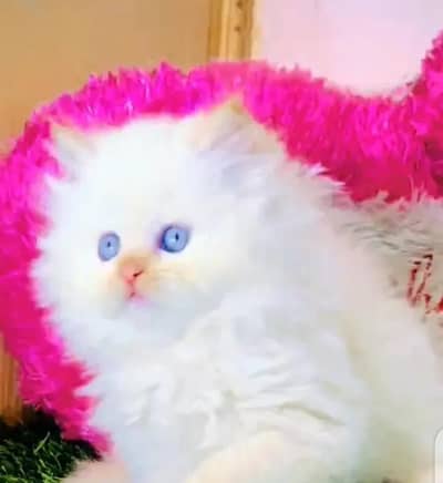 persian kitten for urgent sale