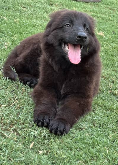Black Shepherd King Size puppies looking for new home
