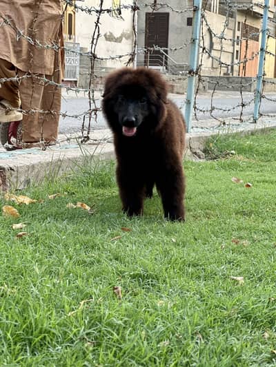 Black Shepherd Pups | long coat Shepherd Puppies | GSD Pups For Sale