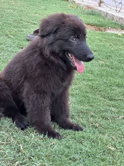 Black Shepherd Pups | long coat Shepherd Puppies | GSD Pups For Sale