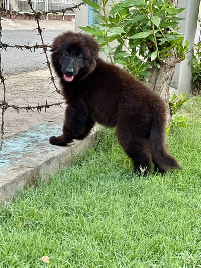 Black Shepherd Pups | long coat Shepherd Puppies | GSD Pups For Sale