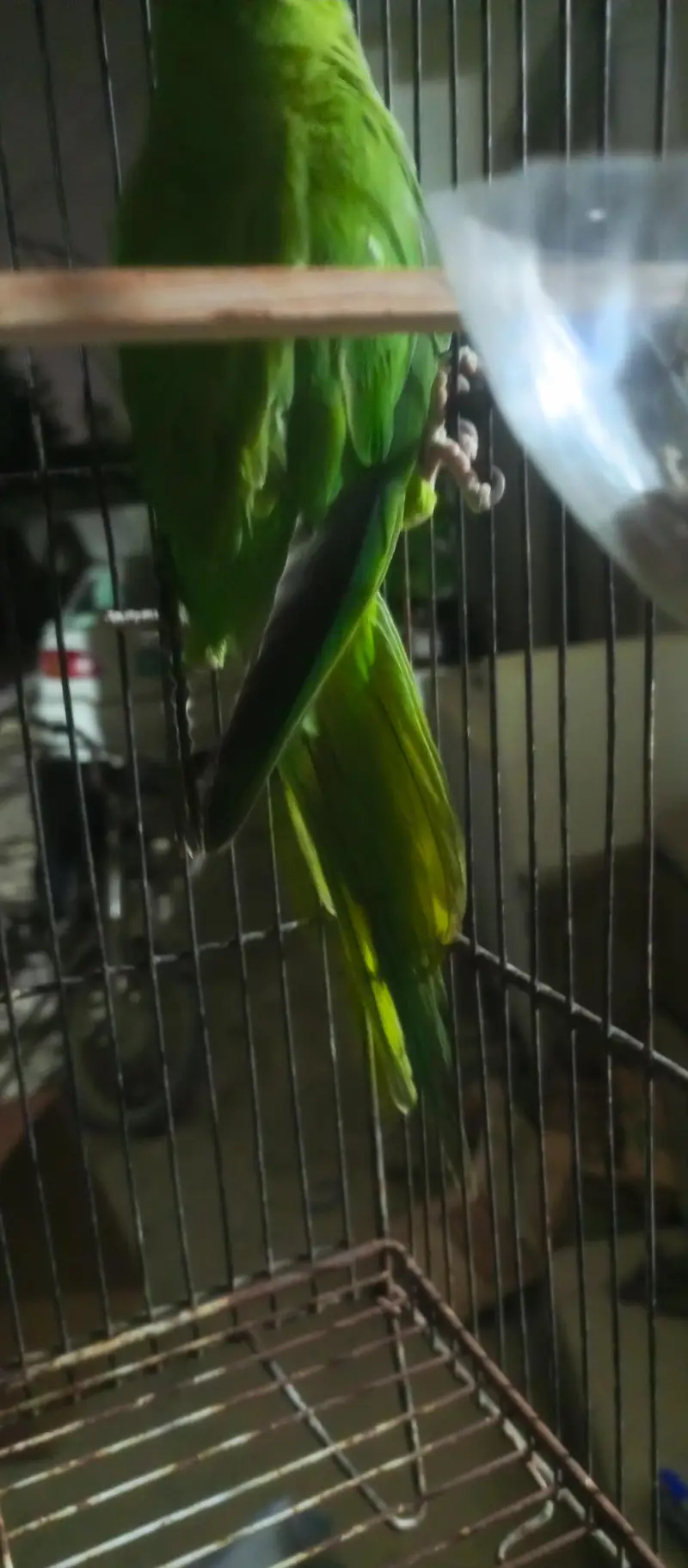 parrot hand tamed one male and pair par are not tamed — photo 2