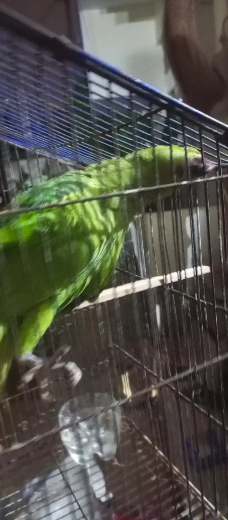 parrot hand tamed one male and pair par are not tamed — photo 3