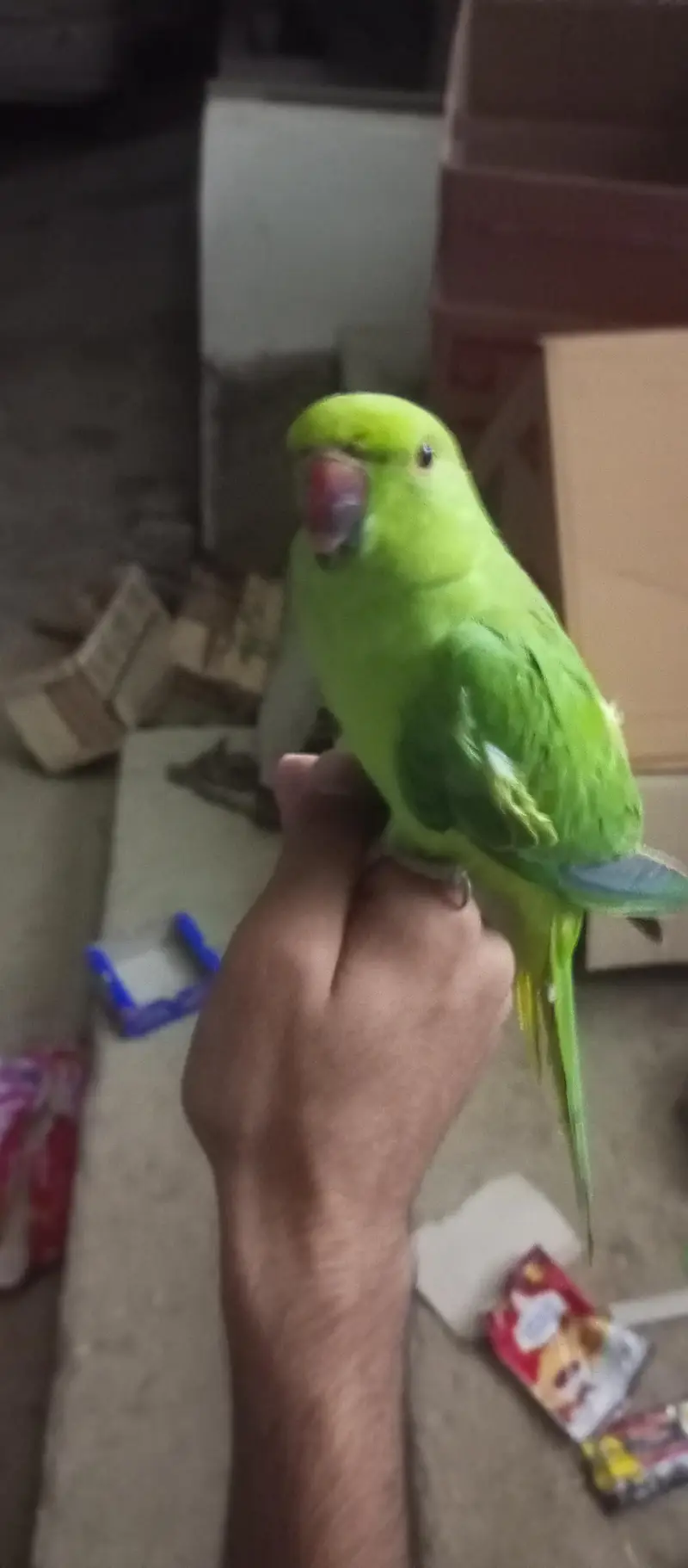 parrot hand tamed one male and pair par are not tamed — photo 4