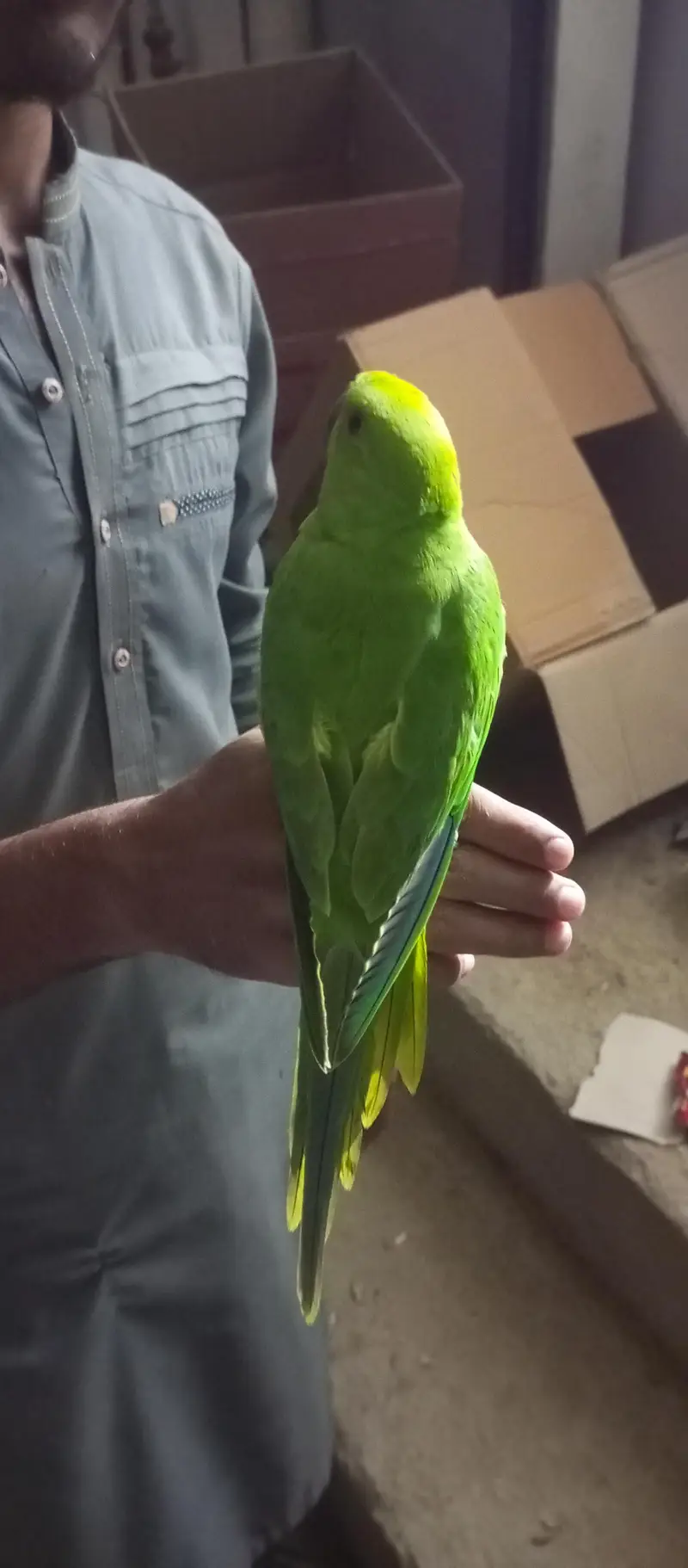 parrot hand tamed one male and pair par are not tamed — photo 8