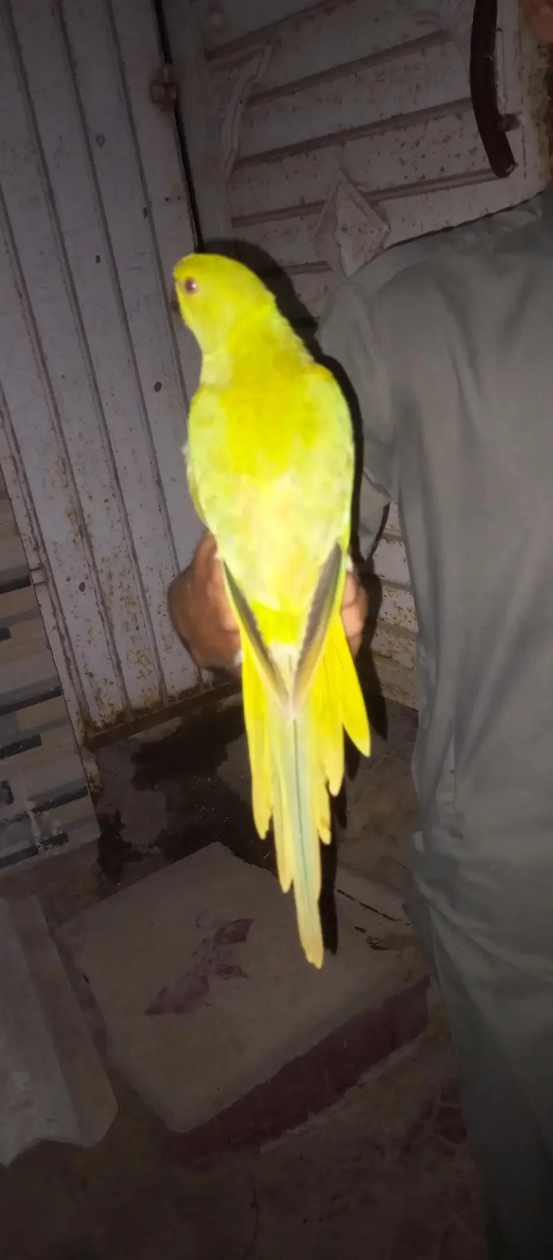 parrot hand tamed one male and pair par are not tamed — photo 9