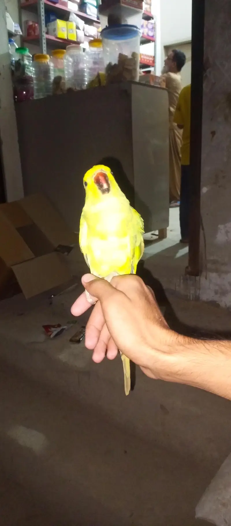 parrot hand tamed one male and pair par are not tamed — photo 10
