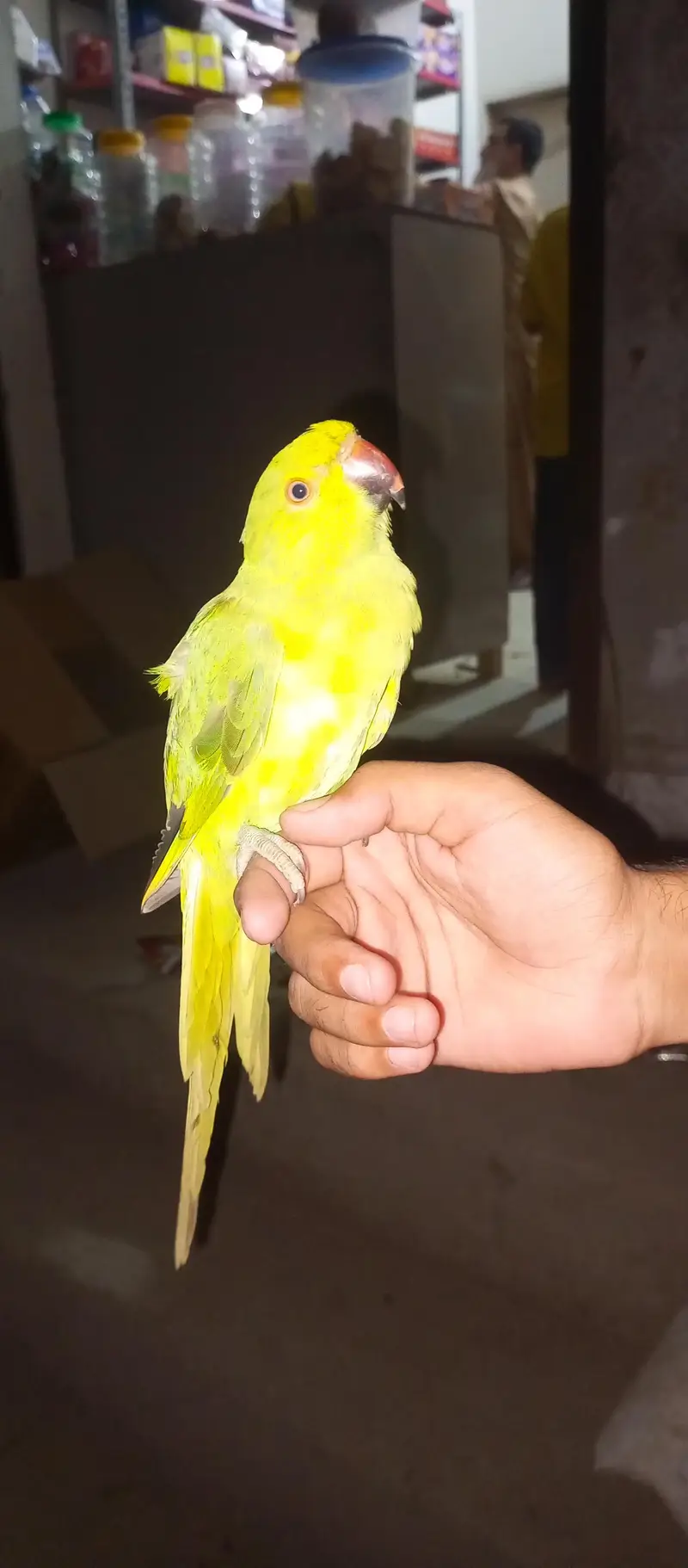 parrot hand tamed one male and pair par are not tamed — photo 11