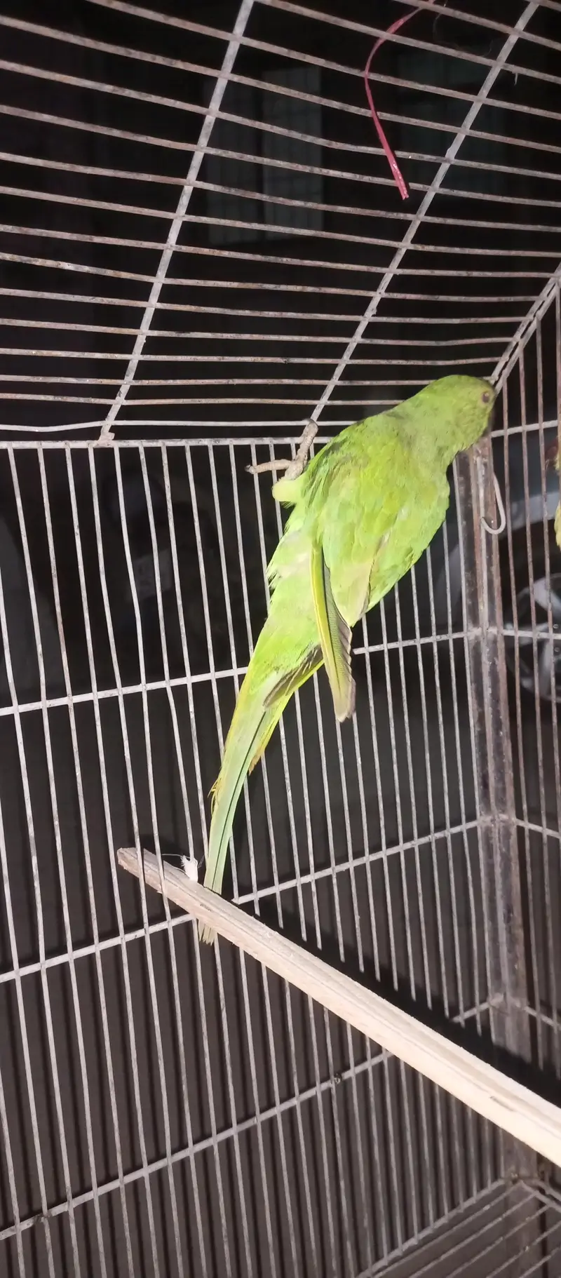 parrot hand tamed one male and pair par are not tamed — photo 12