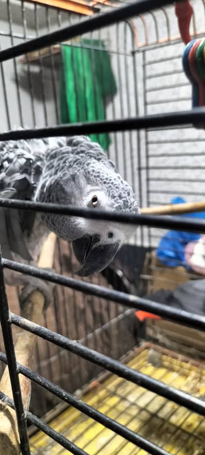 African grey talkative