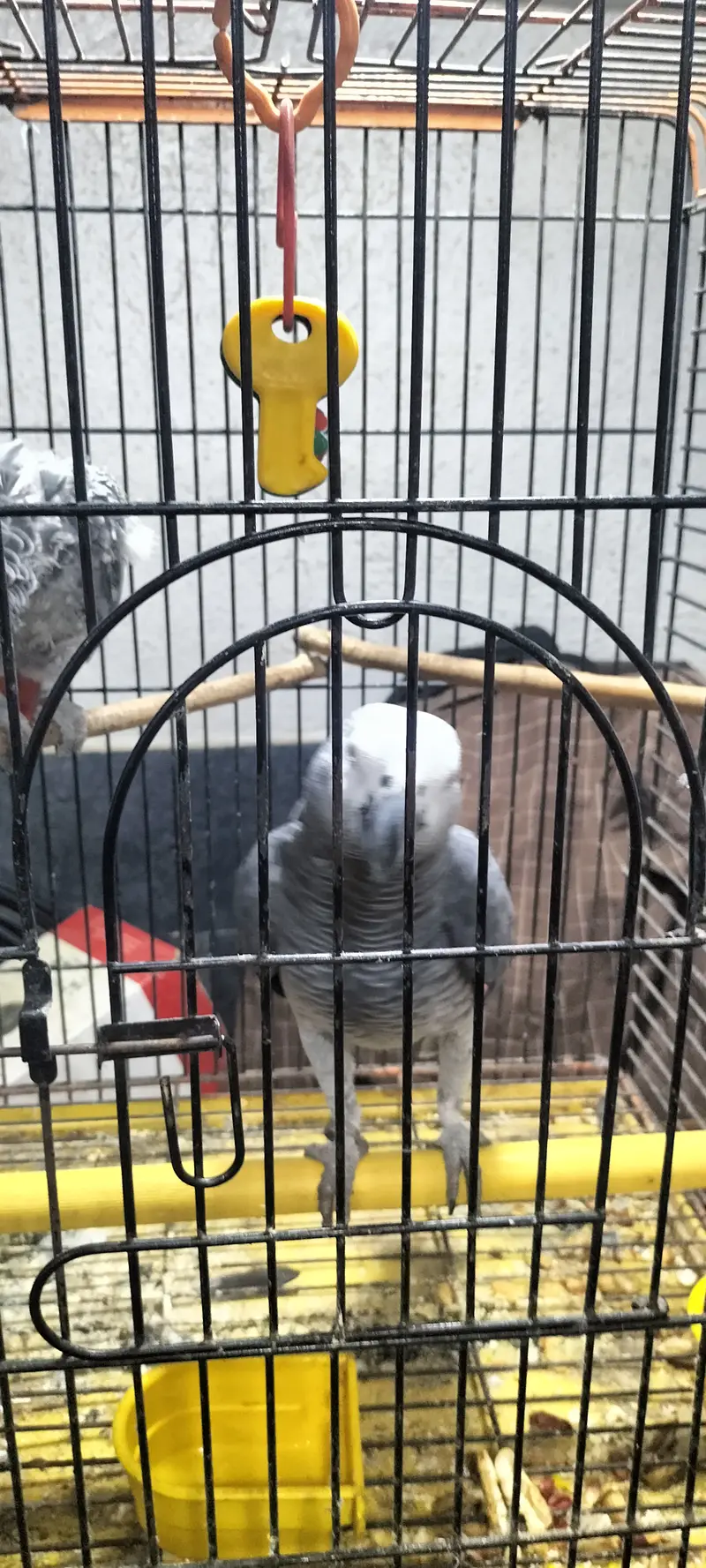 African grey talkative — photo 2