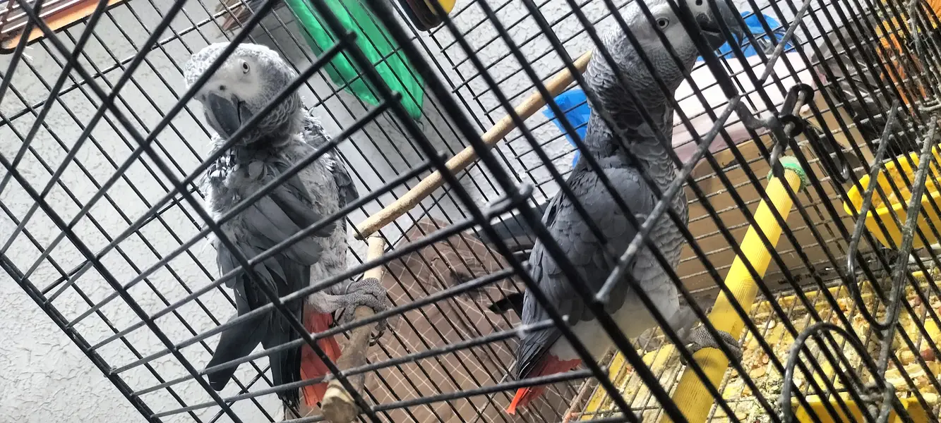 African grey talkative — photo 3