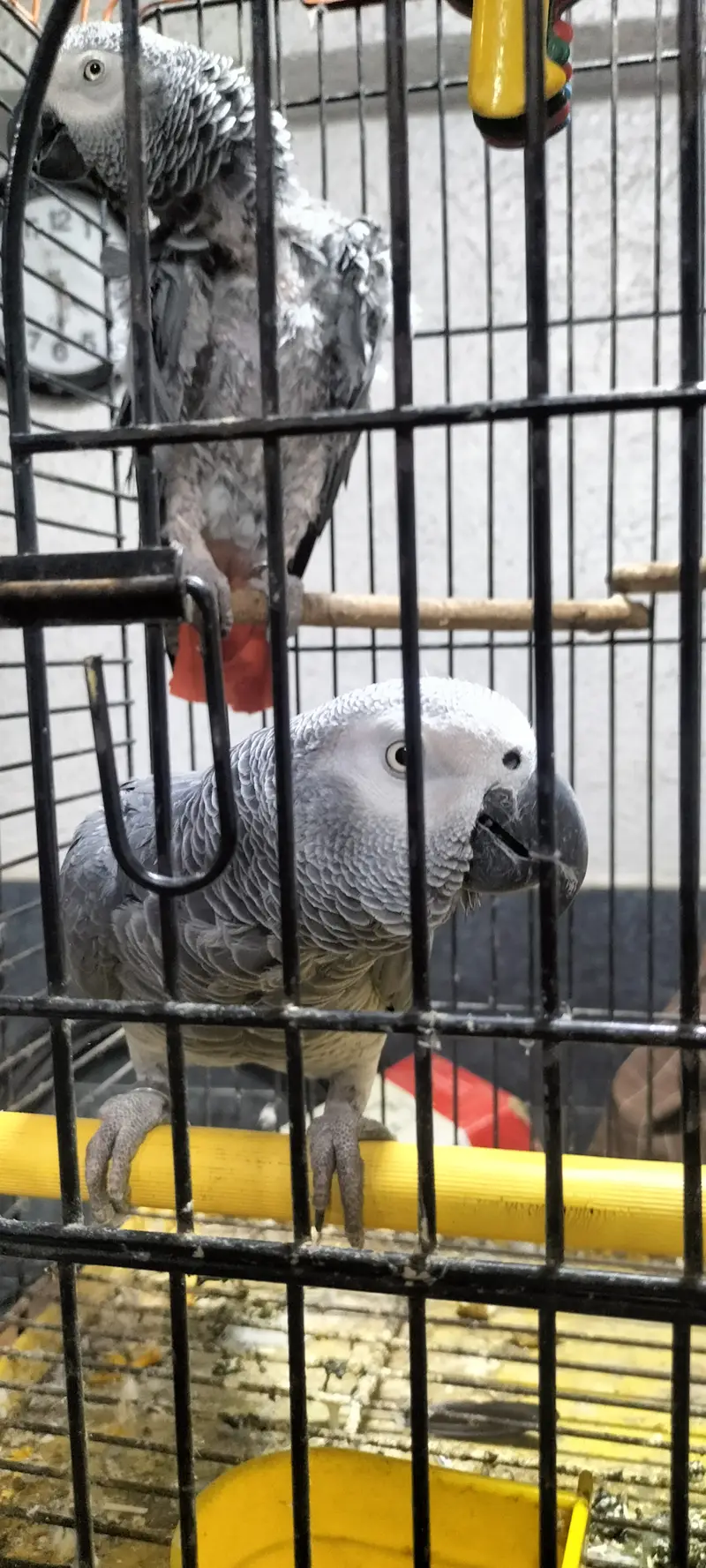 African grey talkative — photo 4