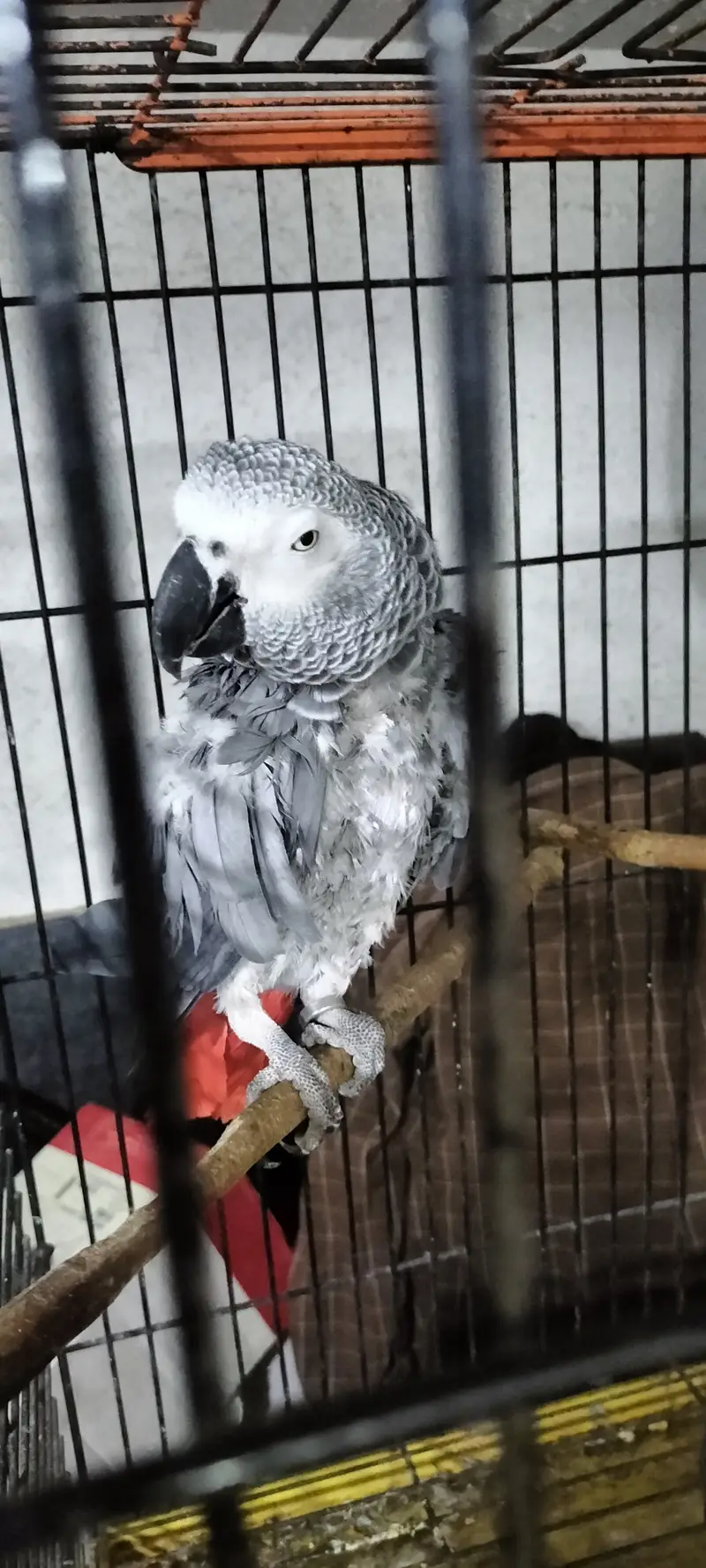 African grey talkative — photo 5