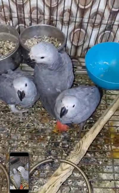 African gray parrot /tamed parrot/ talking parrot
