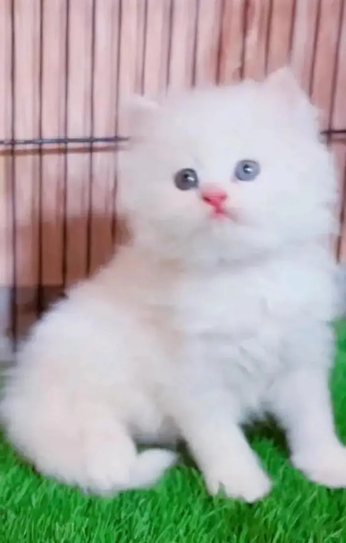 (Persian female kitten) (for sale all) (Pakistan delivery available) — photo 2