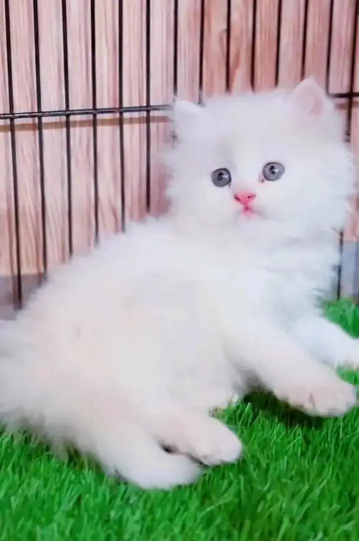 (Persian female kitten) (for sale all) (Pakistan delivery available) — photo 3