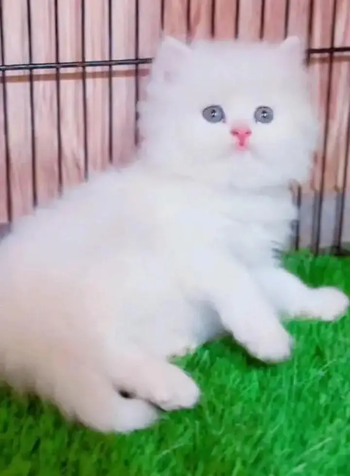 (Persian female kitten) (for sale all) (Pakistan delivery available) — photo 4