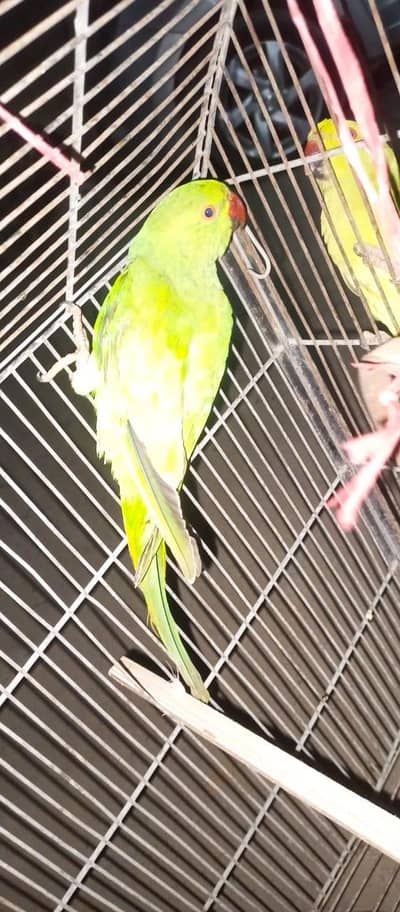 handtamed male and one pair