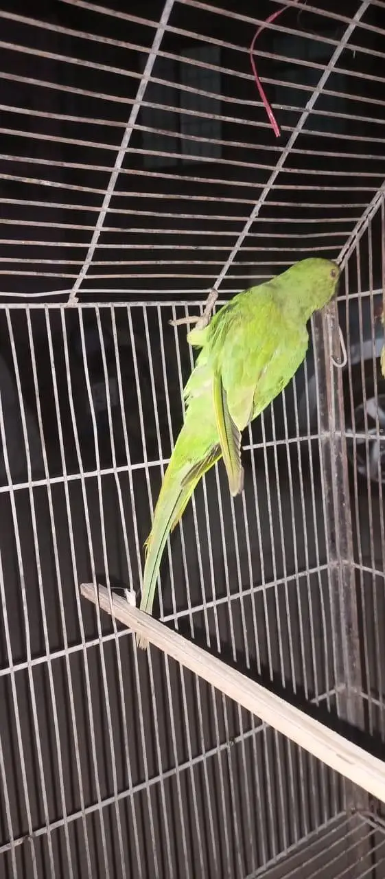 handtamed male and one pair — photo 2