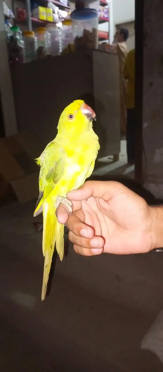 handtamed male and one pair — photo 3