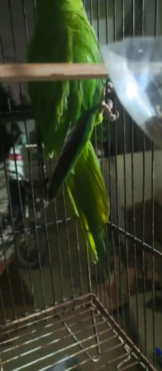handtamed male and one pair — photo 11