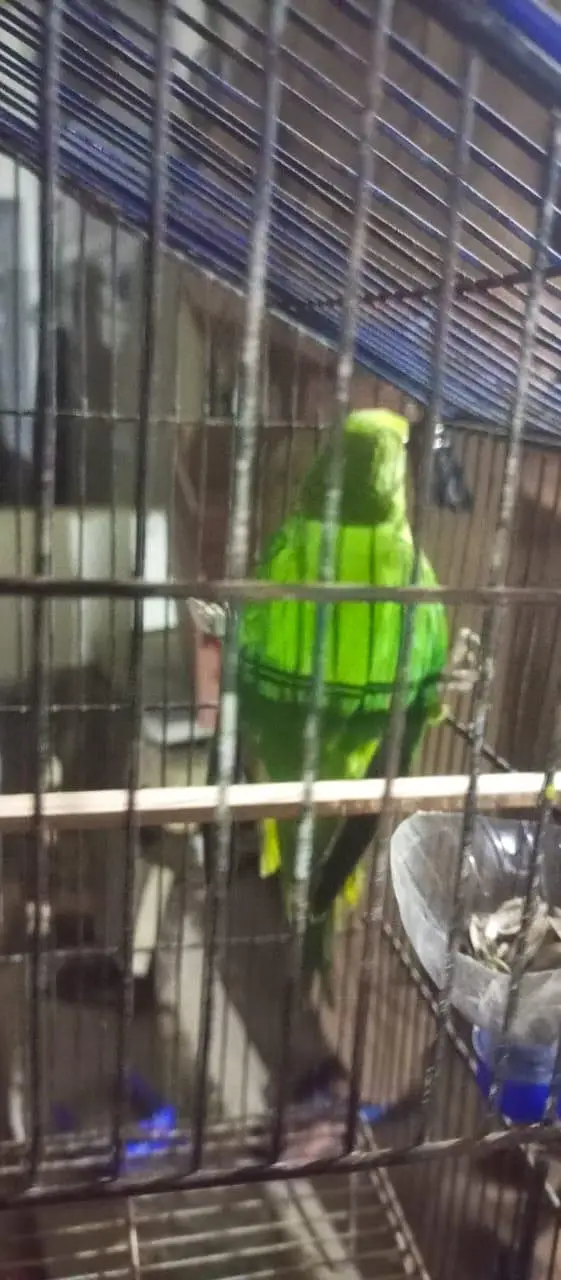 handtamed male and one pair — photo 12