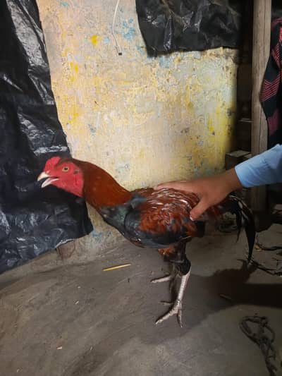 Aseel Amroha Patha for Sale