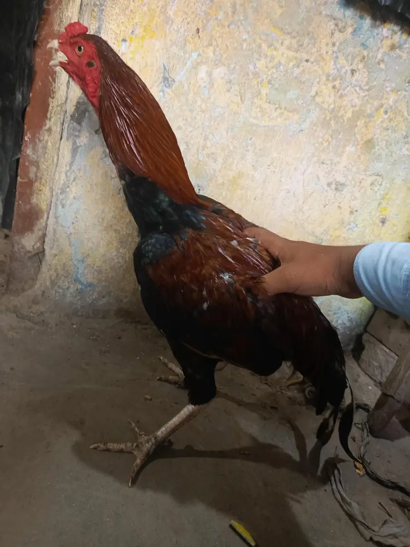 Aseel Amroha Patha for Sale — photo 2