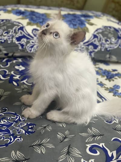 Persian kitten/ Triple coated kitten/03247627801/Himaliyan kitten