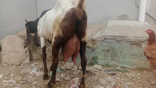 nawab shah ki bakri ha