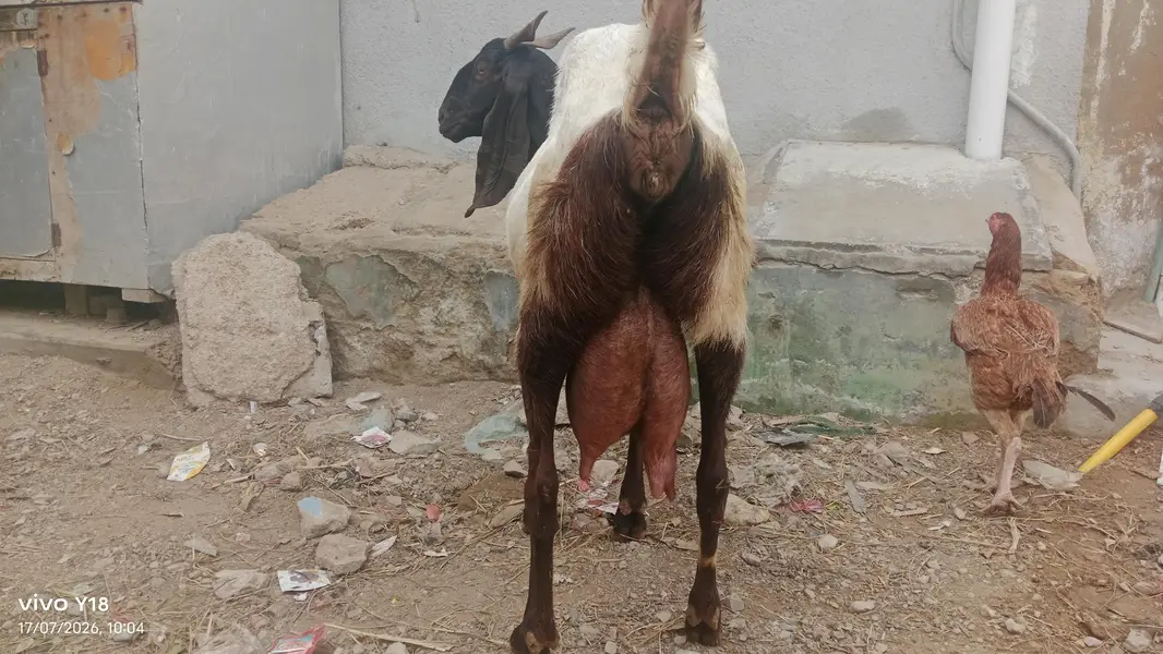 nawab shah ki bakri ha — photo 2