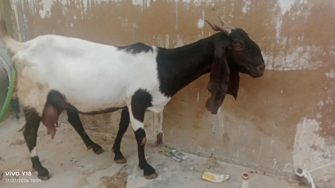 nawab shah ki bakri ha — photo 3