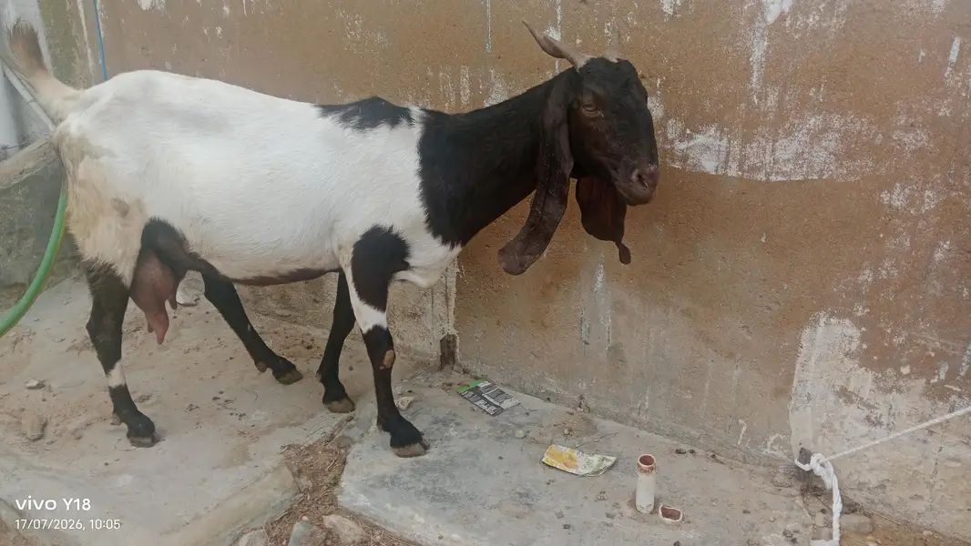 nawab shah ki bakri ha — photo 4