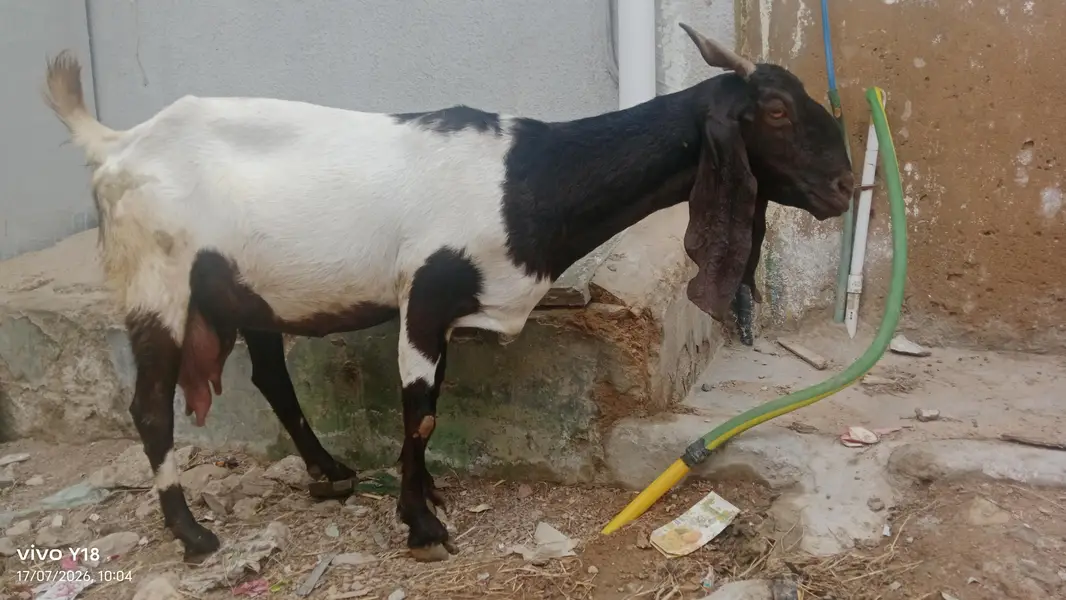 nawab shah ki bakri ha — photo 5