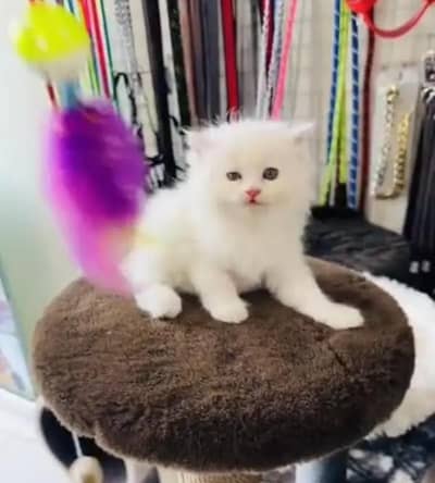 (Persian female kitten) (for sale all) (Pakistan delivery available)