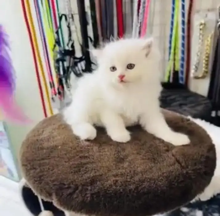 (Persian female kitten) (for sale all) (Pakistan delivery available) — photo 2