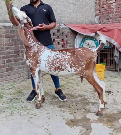 mashallah khubsurat pure desi goat for sale