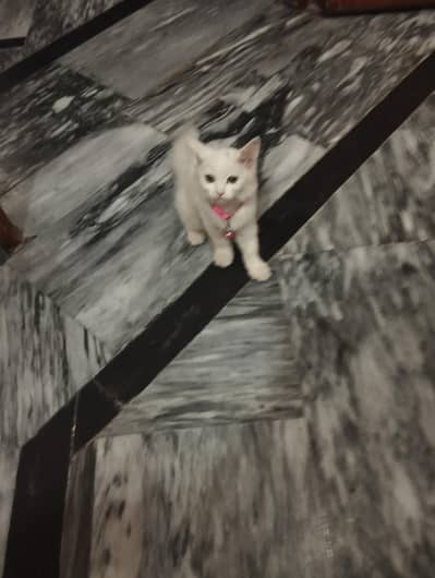 Persian cat 3 cor