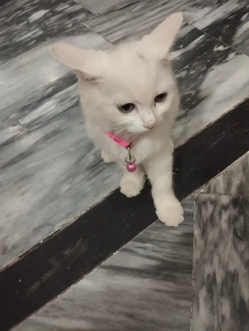 Persian cat 3 cor — photo 2