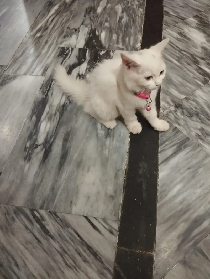 Persian cat 3 cor — photo 3