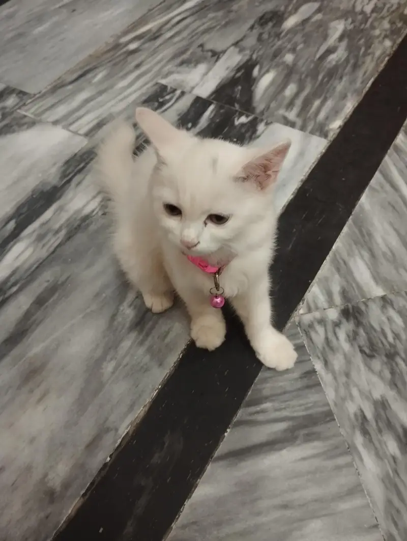 Persian cat 3 cor — photo 4
