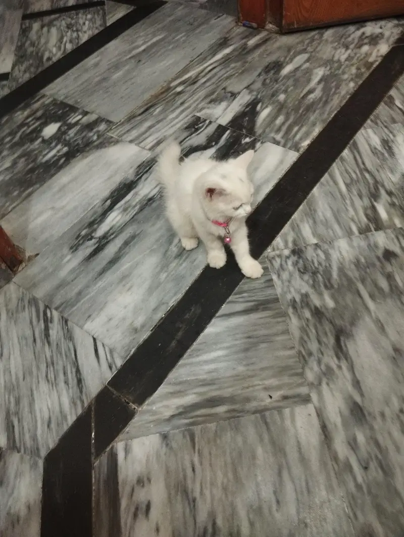 Persian cat 3 cor — photo 5