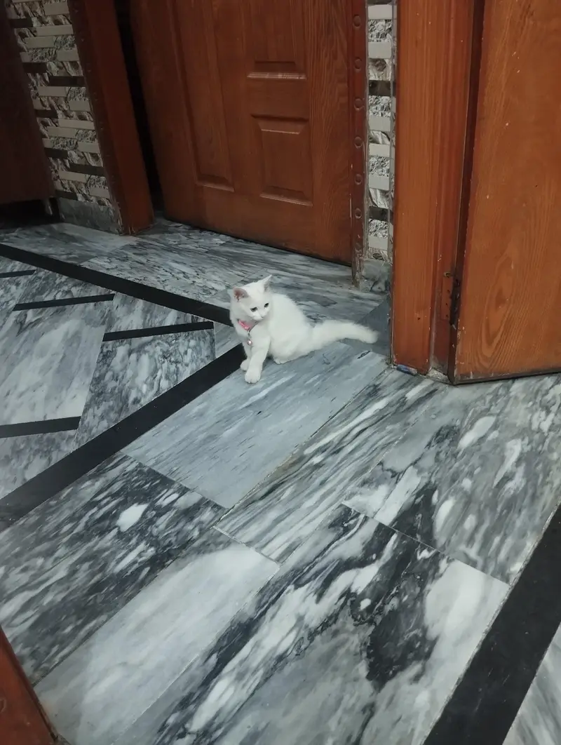 Persian cat 3 cor — photo 6