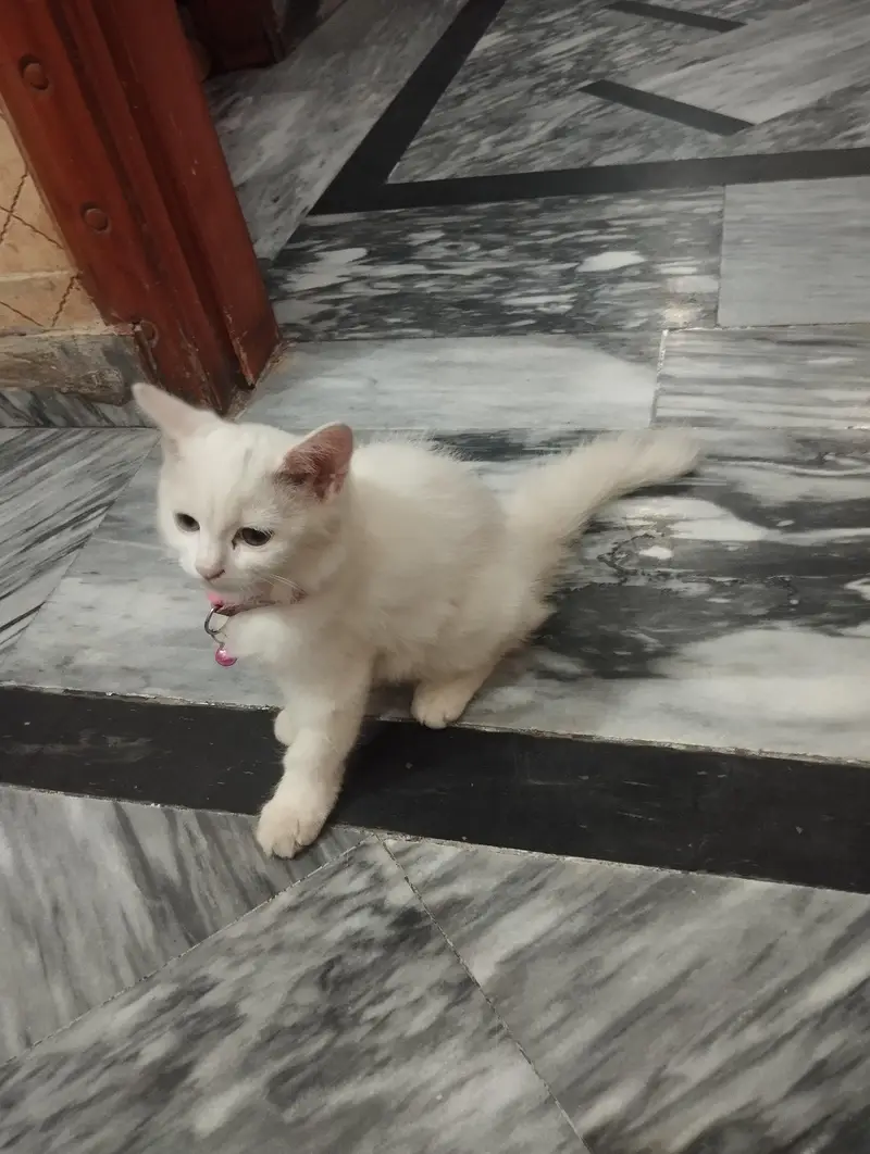Persian cat 3 cor — photo 7