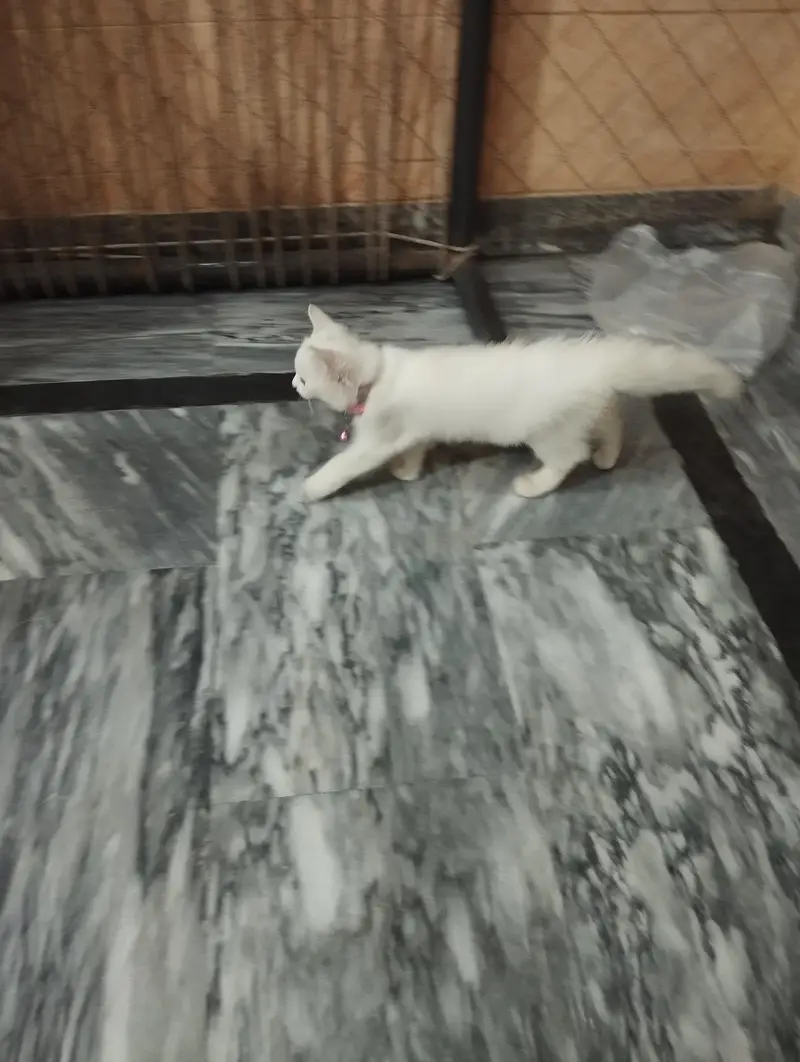 Persian cat 3 cor — photo 8