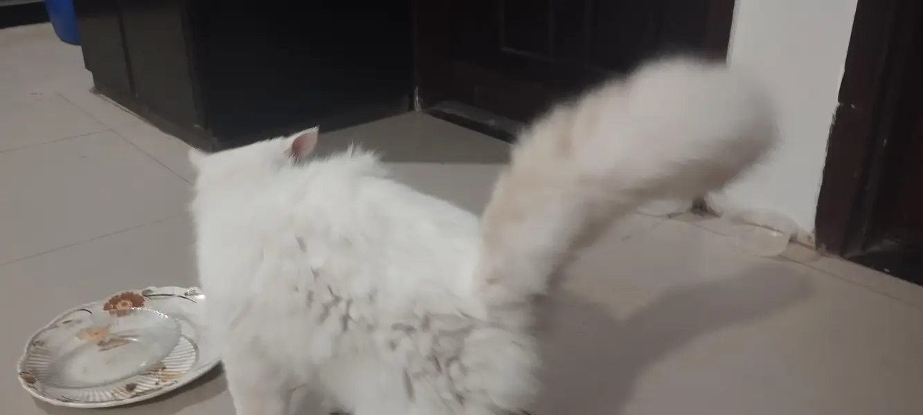 selling a Turkish angora or Persian snow white cat — photo 2