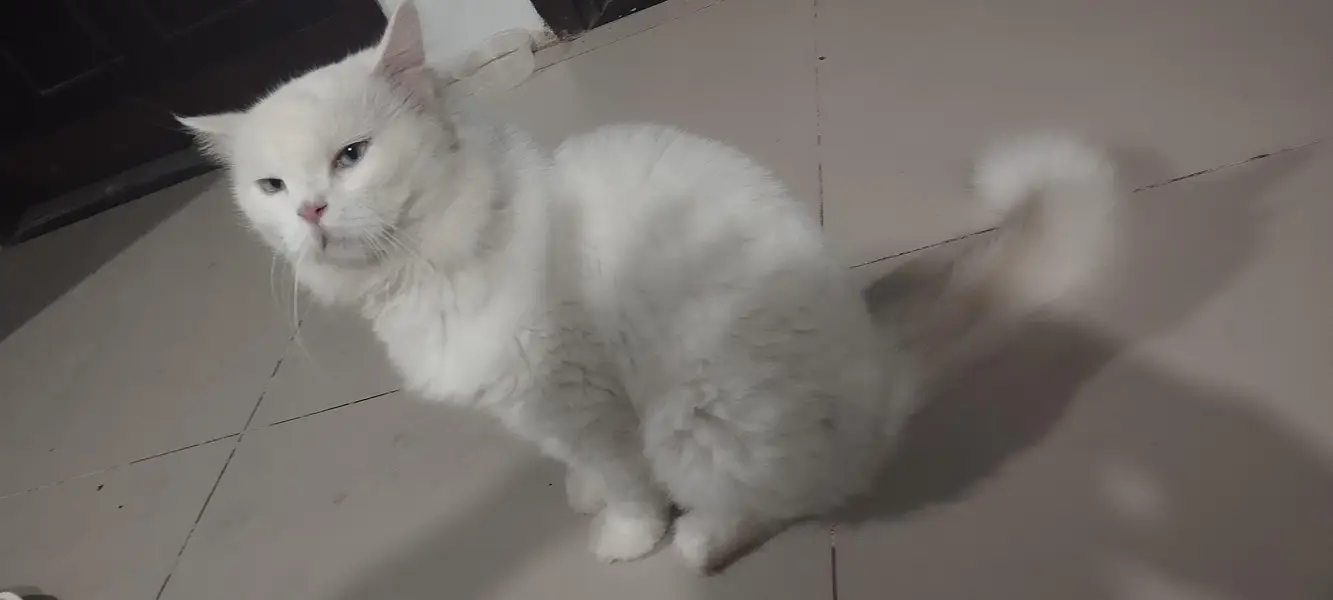 selling a Turkish angora or Persian snow white cat — photo 3