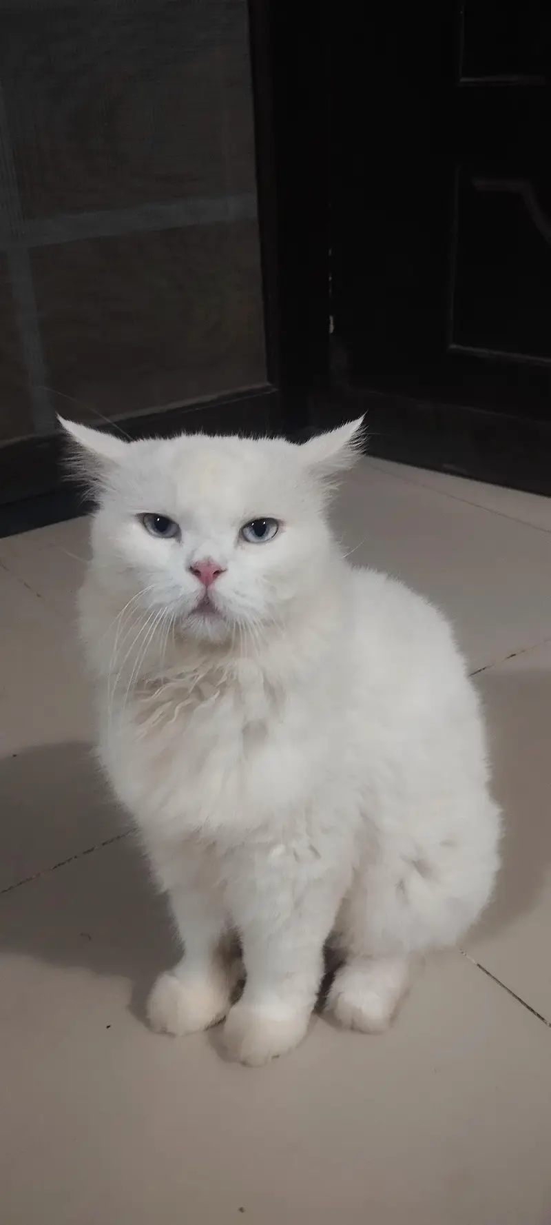 selling a Turkish angora or Persian snow white cat — photo 4