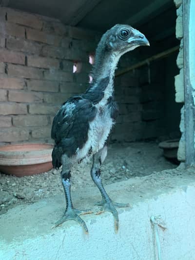 Top notch dragon chicks available in 1.5 month age